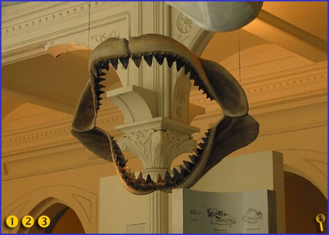 Jaws of an extinct shark