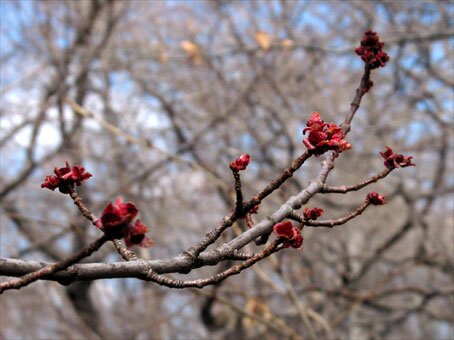 Swamp Red Maple flowers, Central Park
